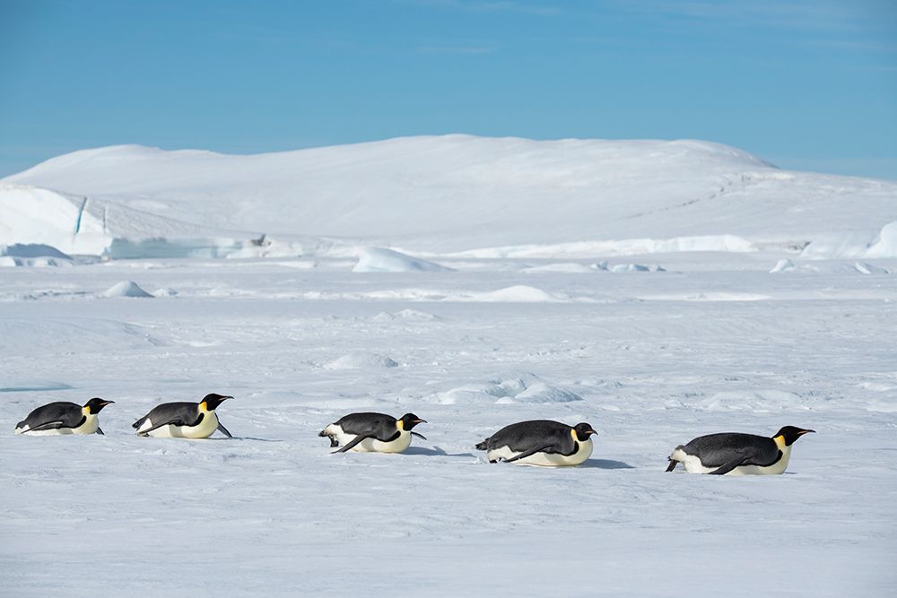 Antarctica-Weddell Sea-Snow Hill. Emperor penguins toboggining.